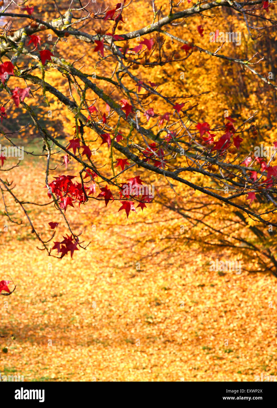 Colorful autumn in a park with yellow bed of leaves. Stock Photo