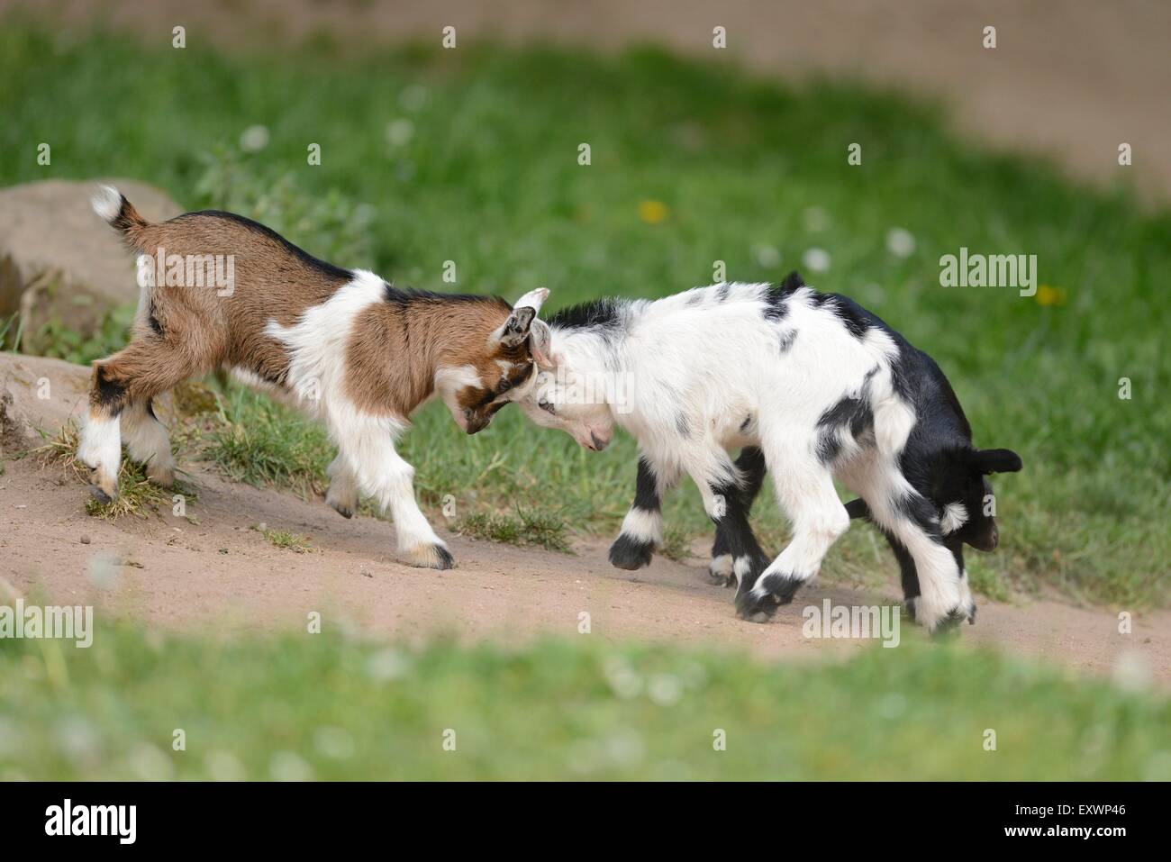 Two domestic goat kids fighting on a meadow Stock Photo