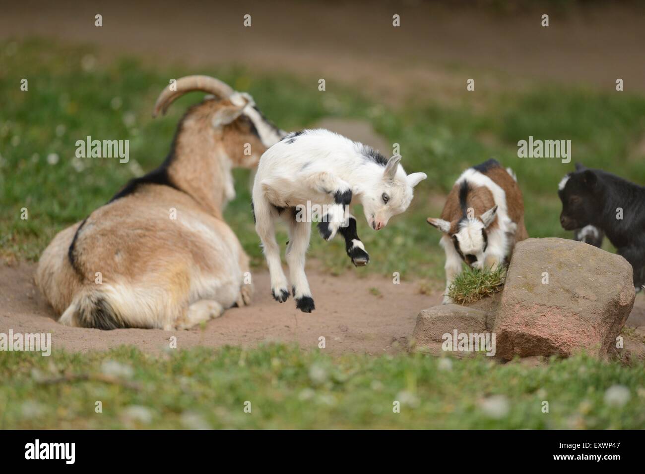 Goat jumping hires stock photography and images Alamy