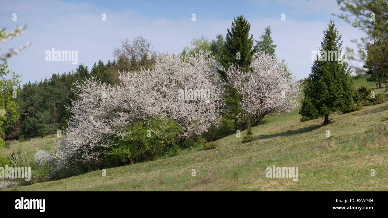 Blooming cherry trees on a meadow in spring, Bavaria, Germany Stock Photo