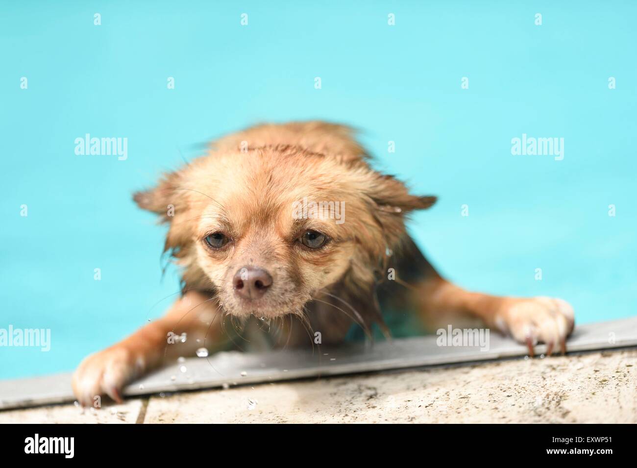 Chihuahua at pool's edge Stock Photo Alamy