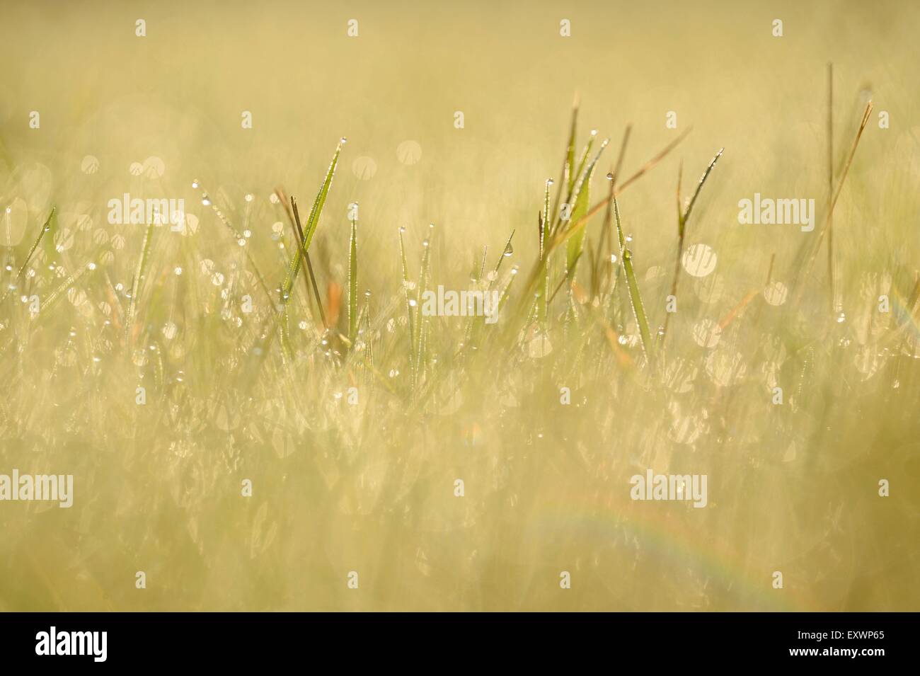 Grass blades with waterdrops in a meadow Stock Photo