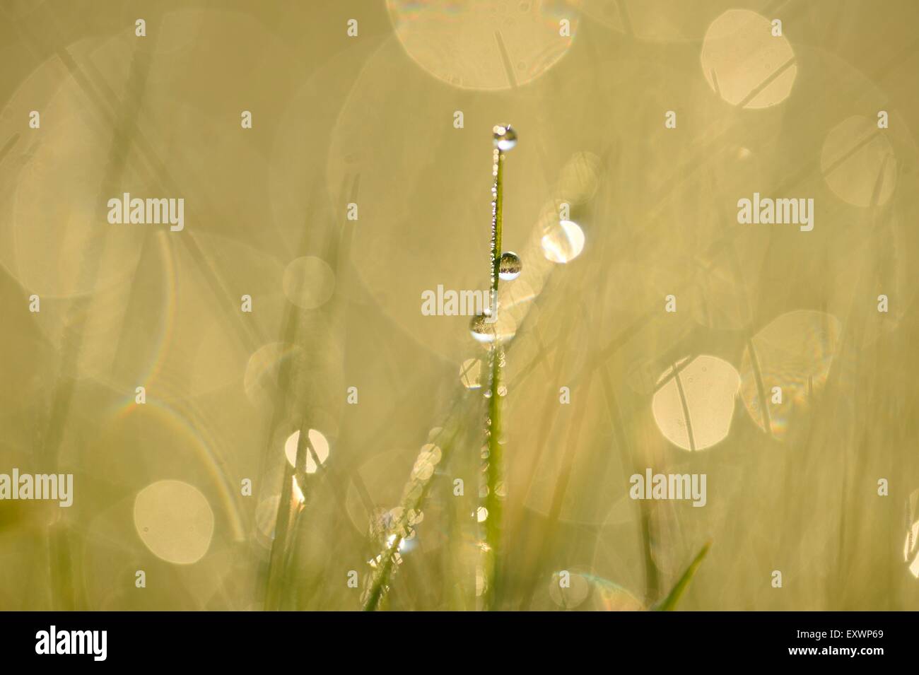 Grass blades with waterdrops in a meadow Stock Photo