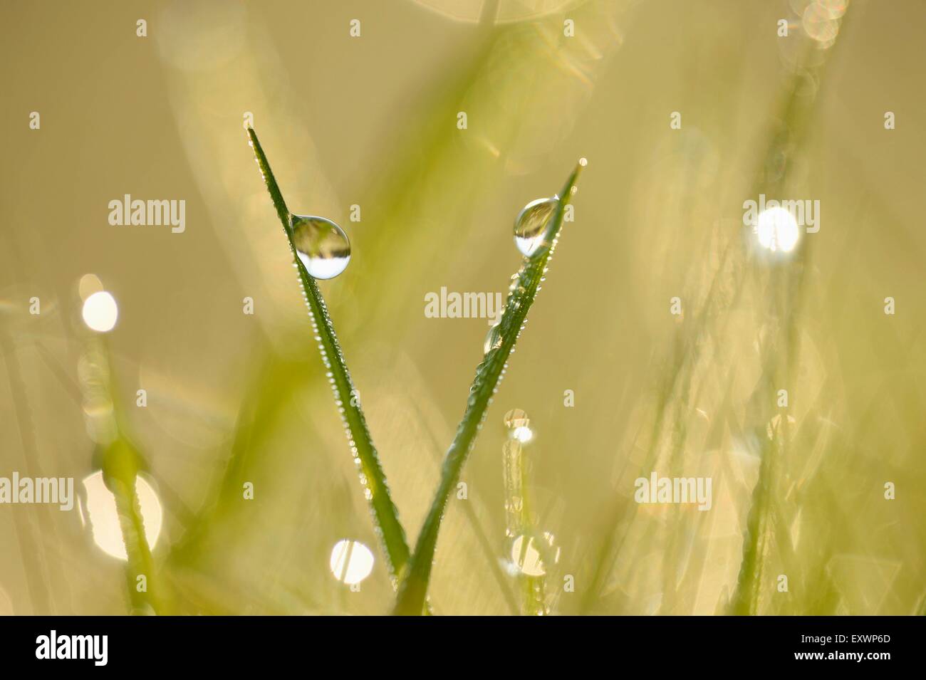 Grass blades with waterdrops in a meadow Stock Photo