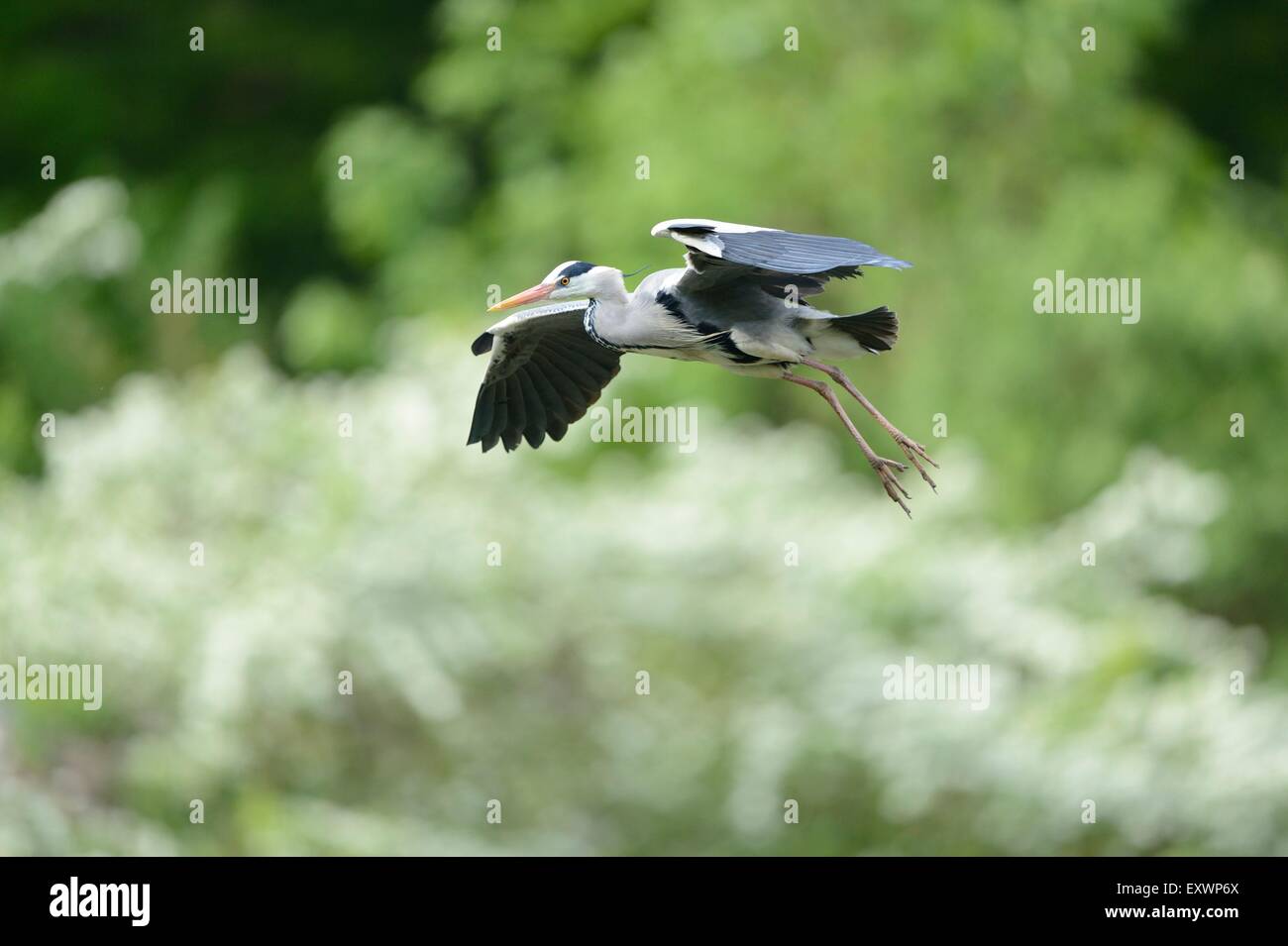Grey Heron flying Stock Photo