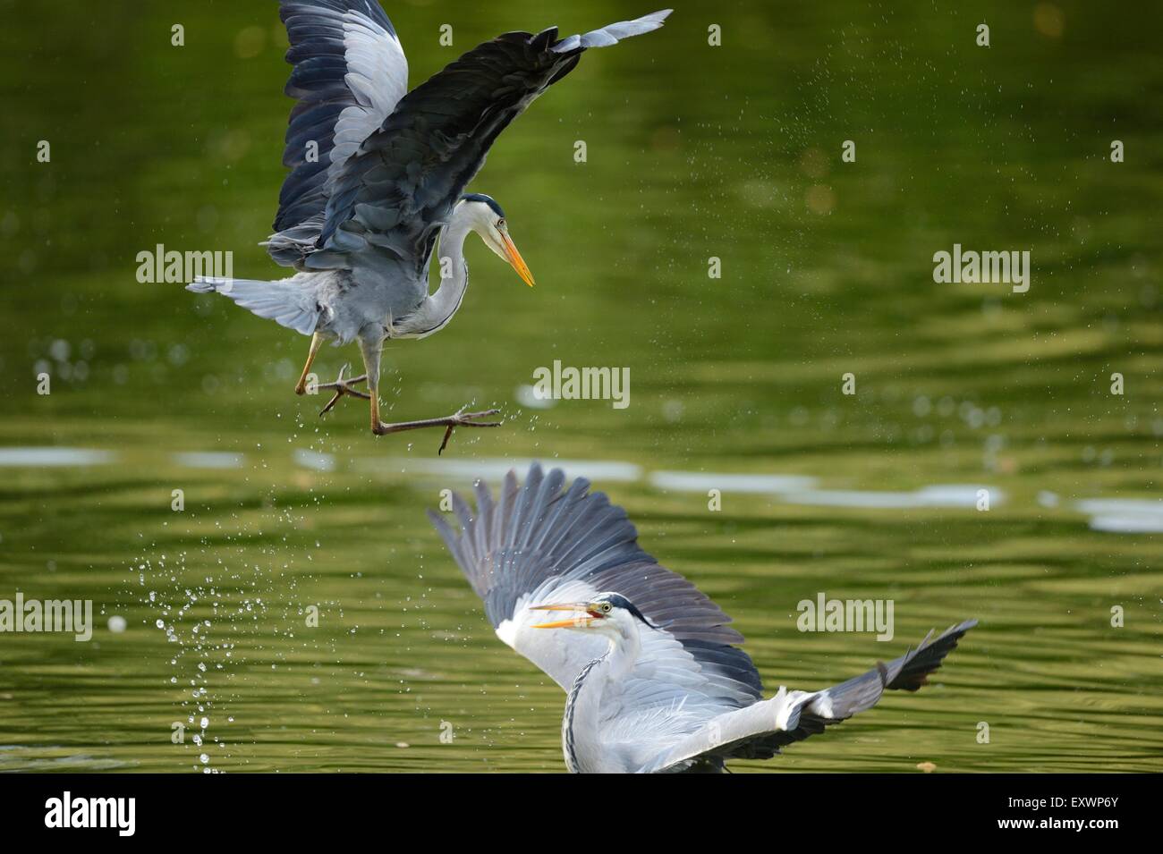 Two Grey Herons fighting Stock Photo