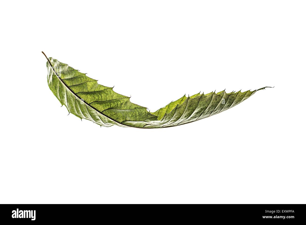Sweet chestnut leaf Stock Photo Alamy