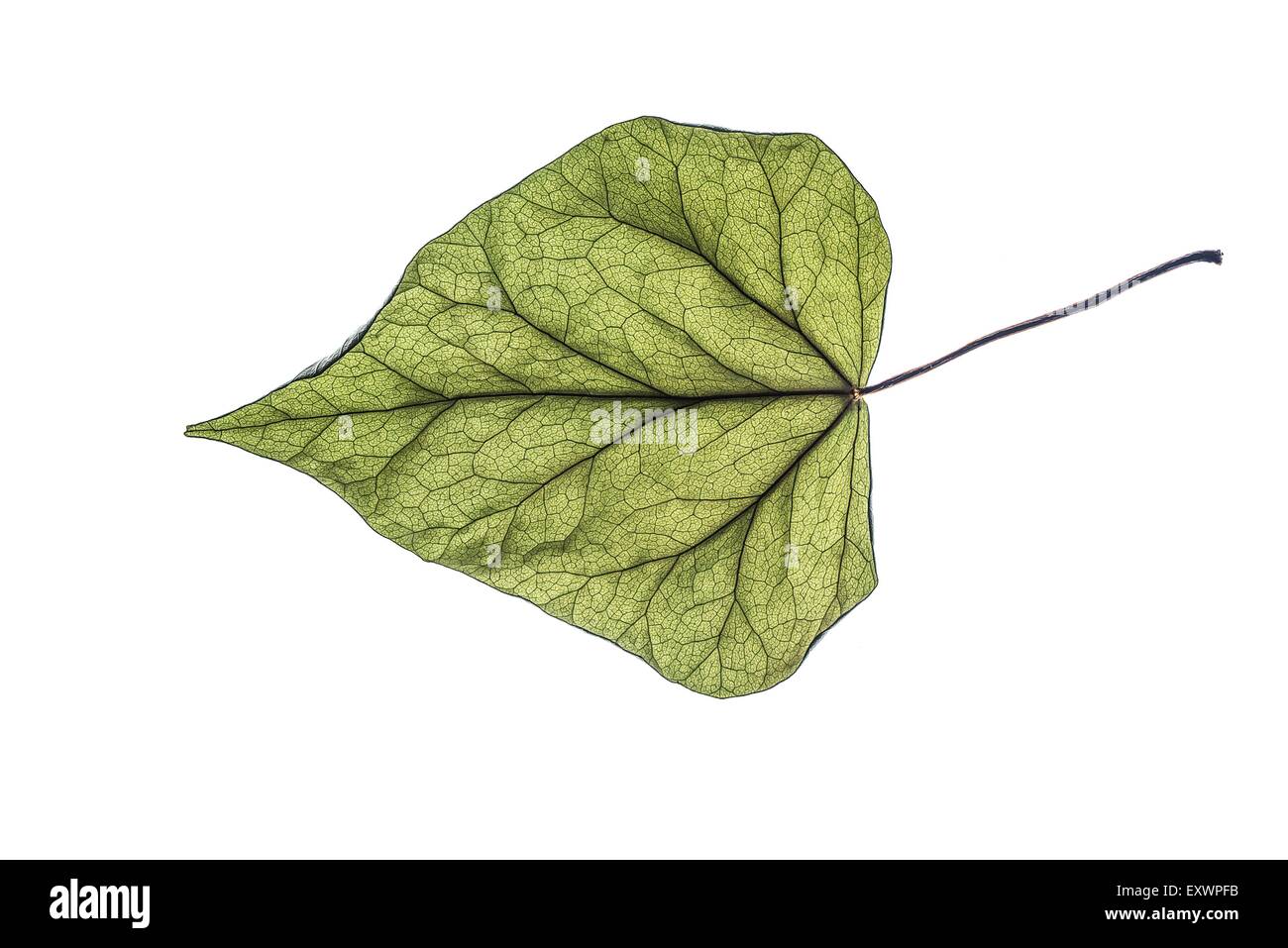 Fauna ivy plant or plants hi-res stock photography and images - Alamy