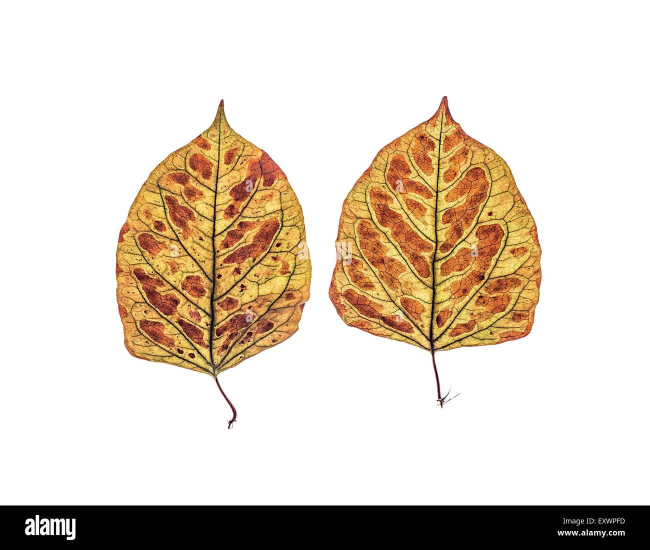 Two dried leaves of Japanese knotweed Stock Photo