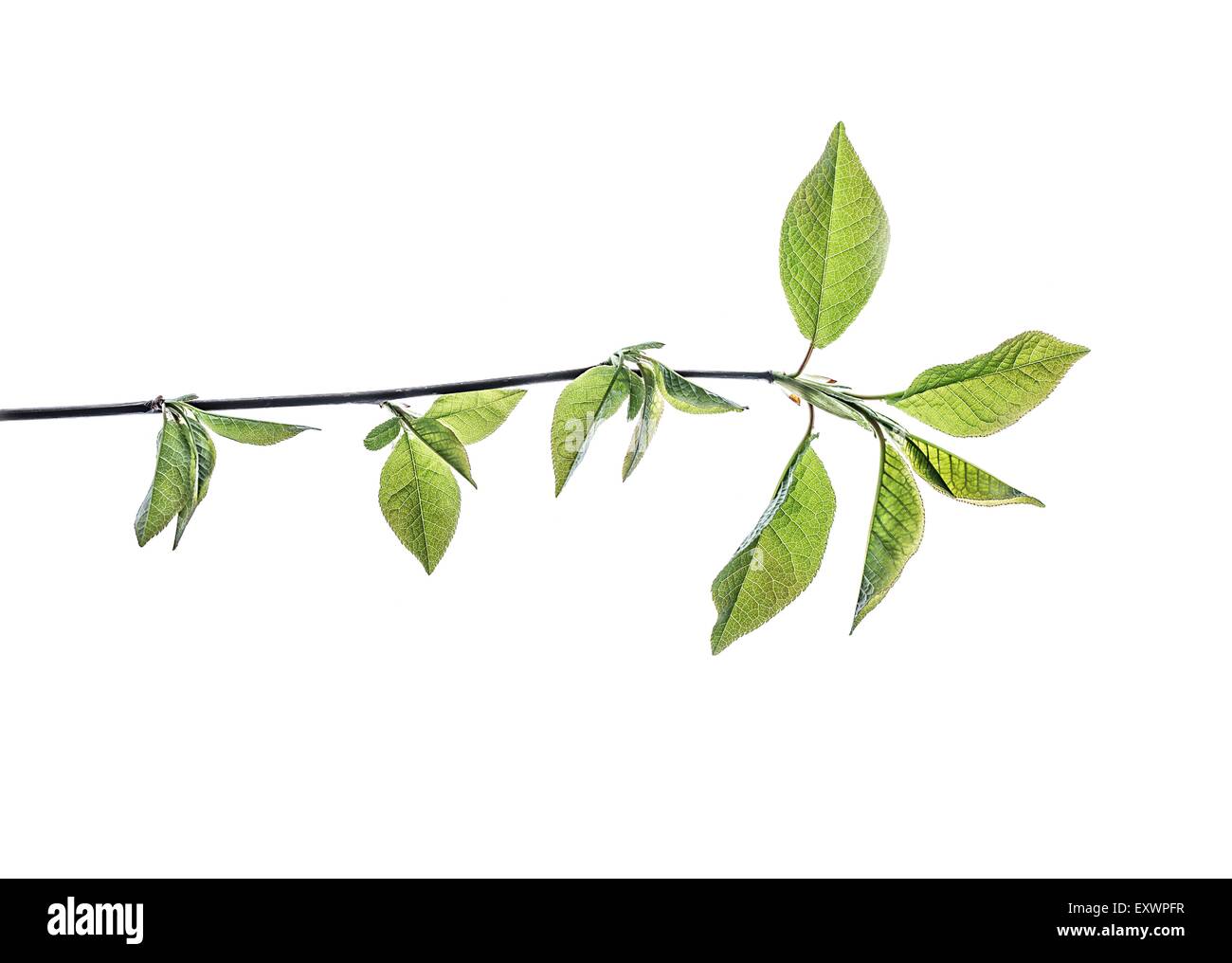 Twig with green leaves Stock Photo