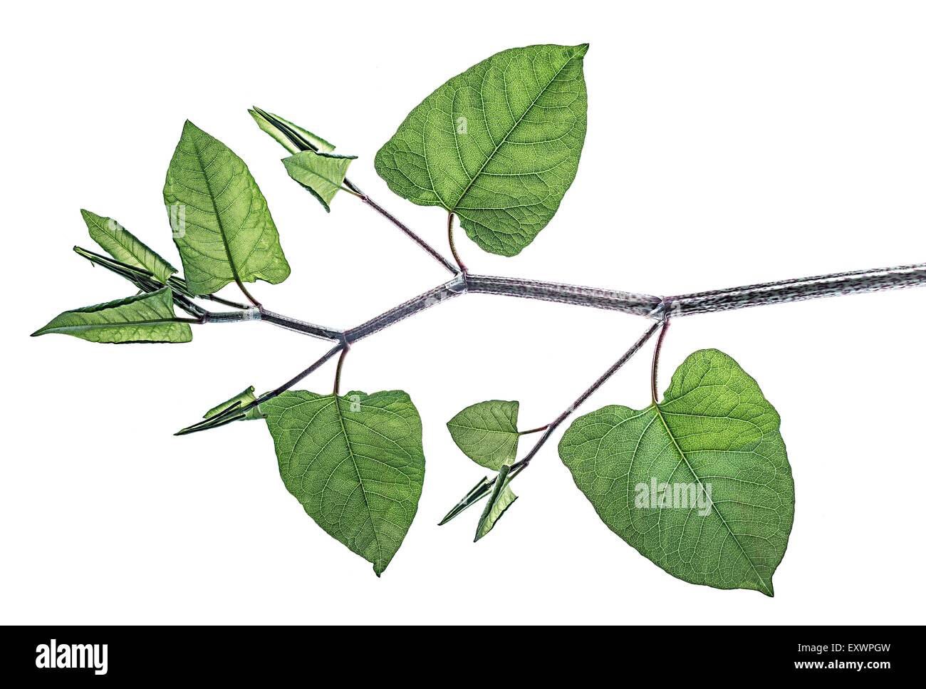 Twig of Japanese knotweed Stock Photo