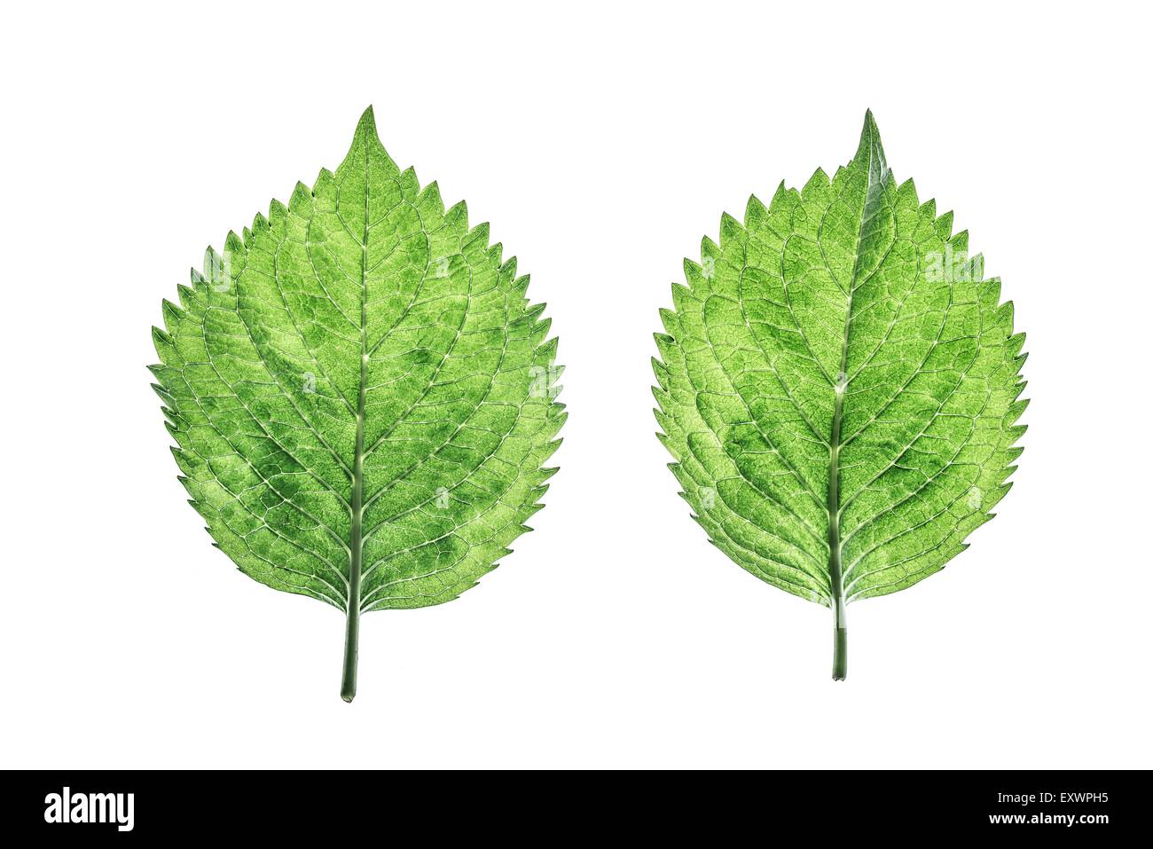 Two hydrangea leaves Stock Photo