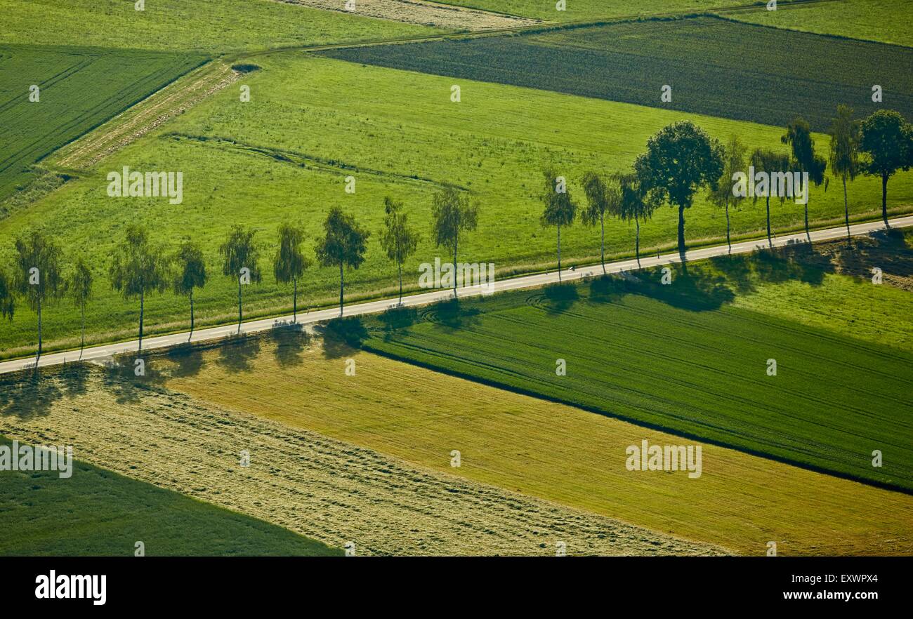 Tree-lined country road in Linzgau, Baden-Wuerttemberg, Germany, aerial photo Stock Photo