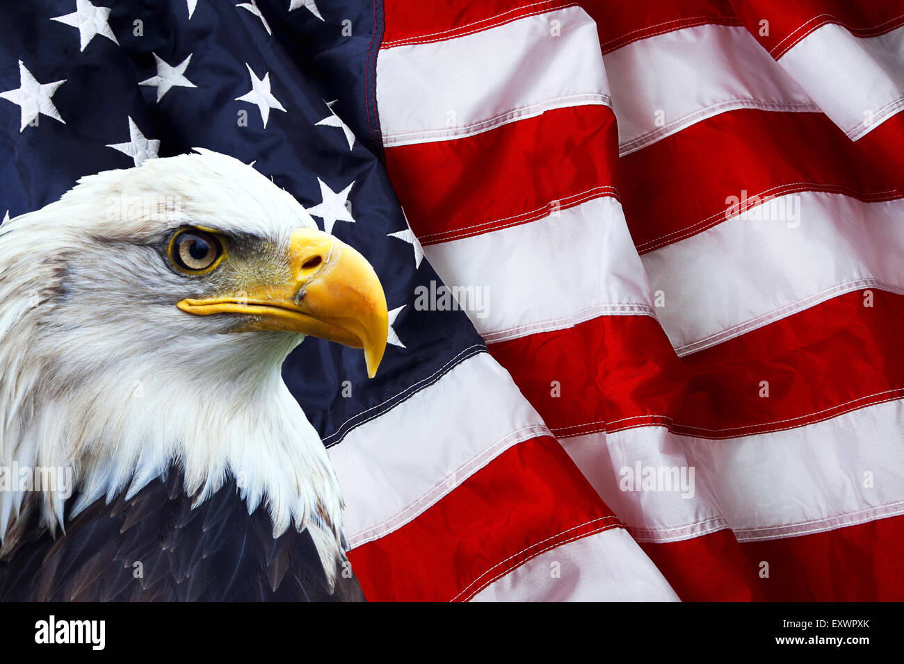 North American Bald Eagle on American flag Stock Photo