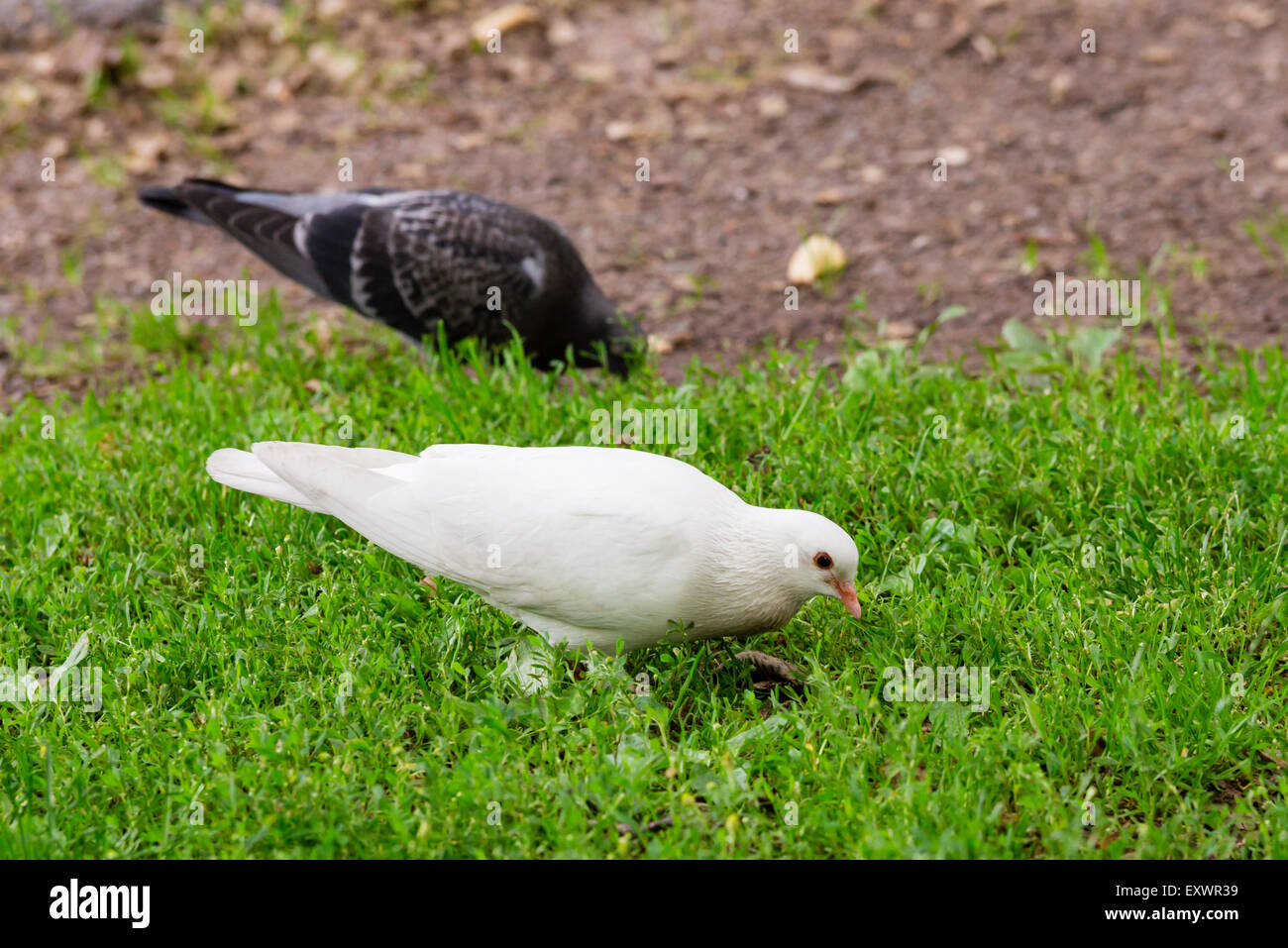 A Rare White Pigeon Standing on Green Grass with a Dark Pigeon next to