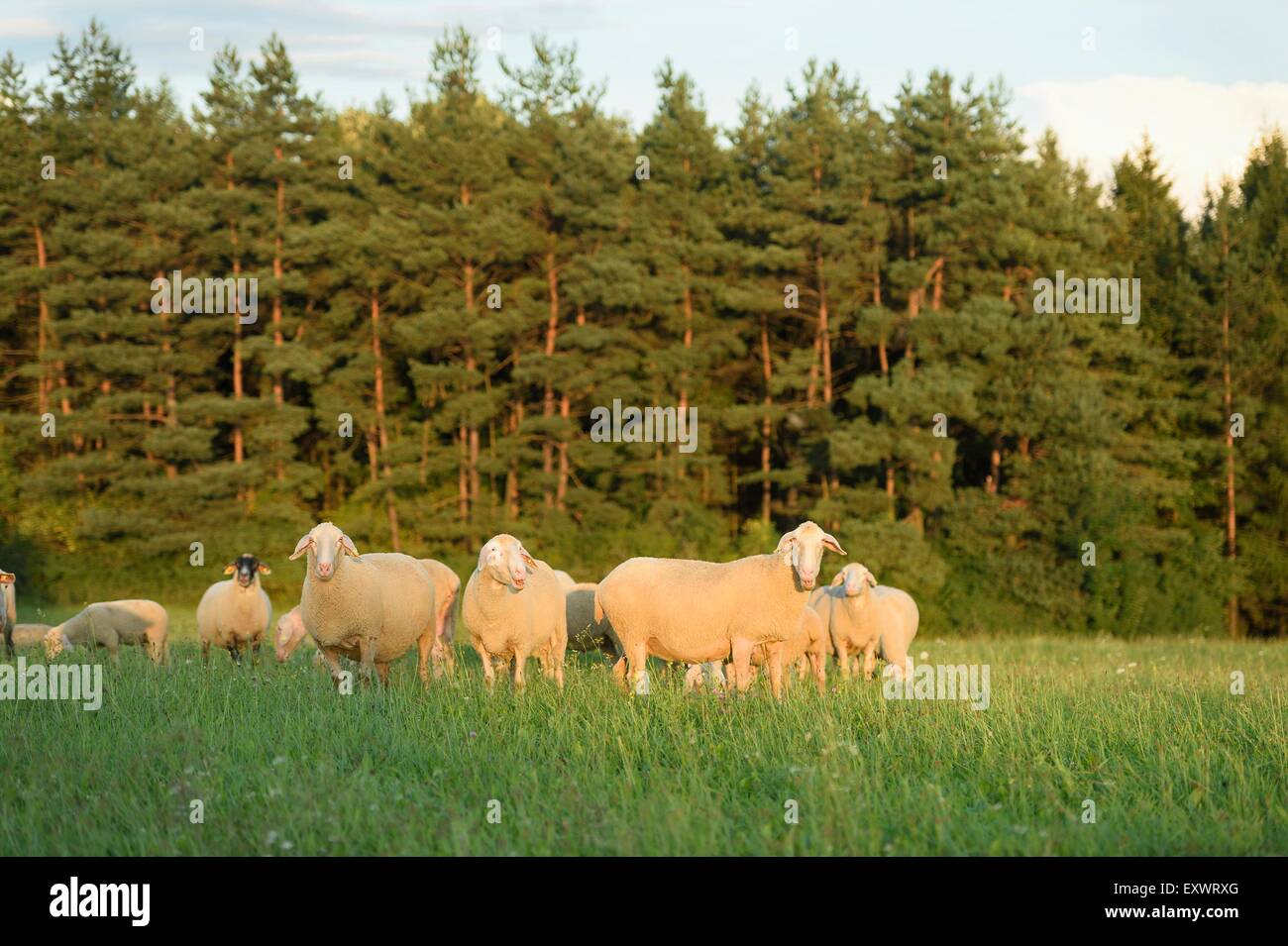 Flock of sheep on a meadow, Upper Palatinate, Bavaria, Germany, Europe Stock Photo