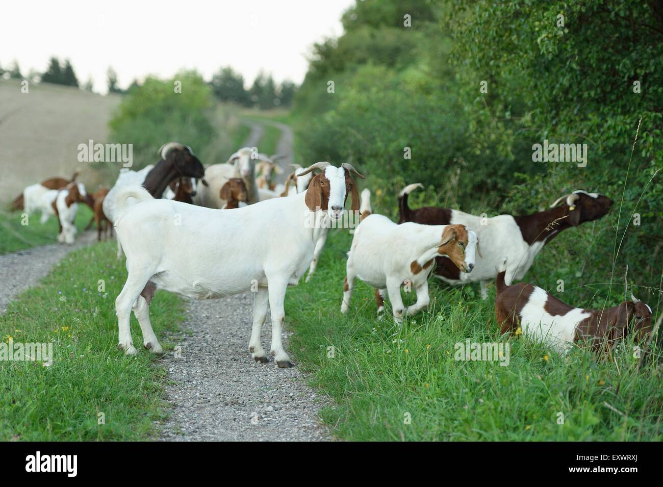Group of boer goats and she eps, Upper Palatinate, Bavaria, Germany, Europe Stock Photo