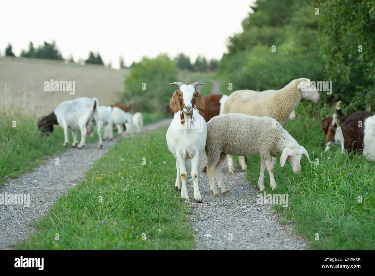 Group of boer goats and she eps, Upper Palatinate, Bavaria, Germany, Europe Stock Photo