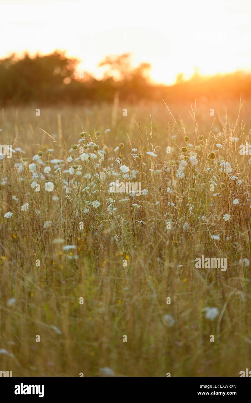 Flower meadow at sunset, Upper Palatinate, Bavaria, Germany, Europe Stock Photo