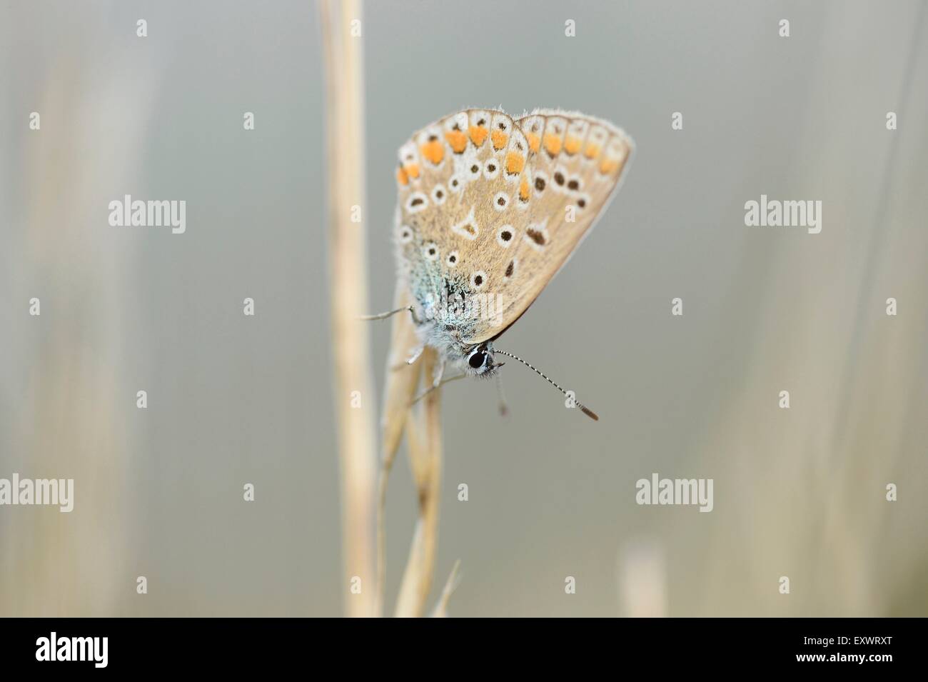 Common Blue, Polyommatus icarus, Upper Palatinate, Bavaria, Germany, Europe Stock Photo