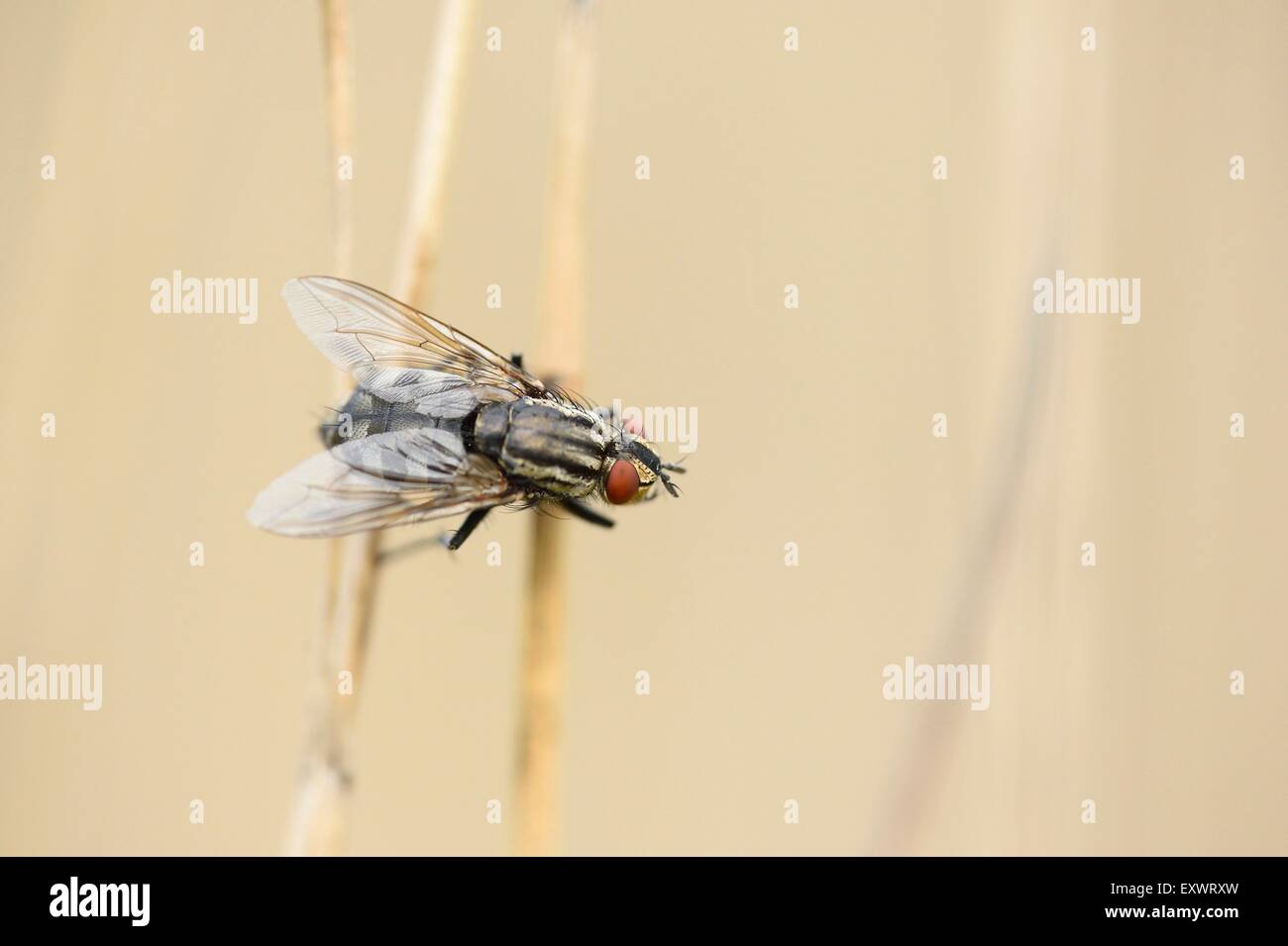 Blowfly, Calliphoridae, Upper Palatinate, Bavaria, Germany, Europe Stock Photo