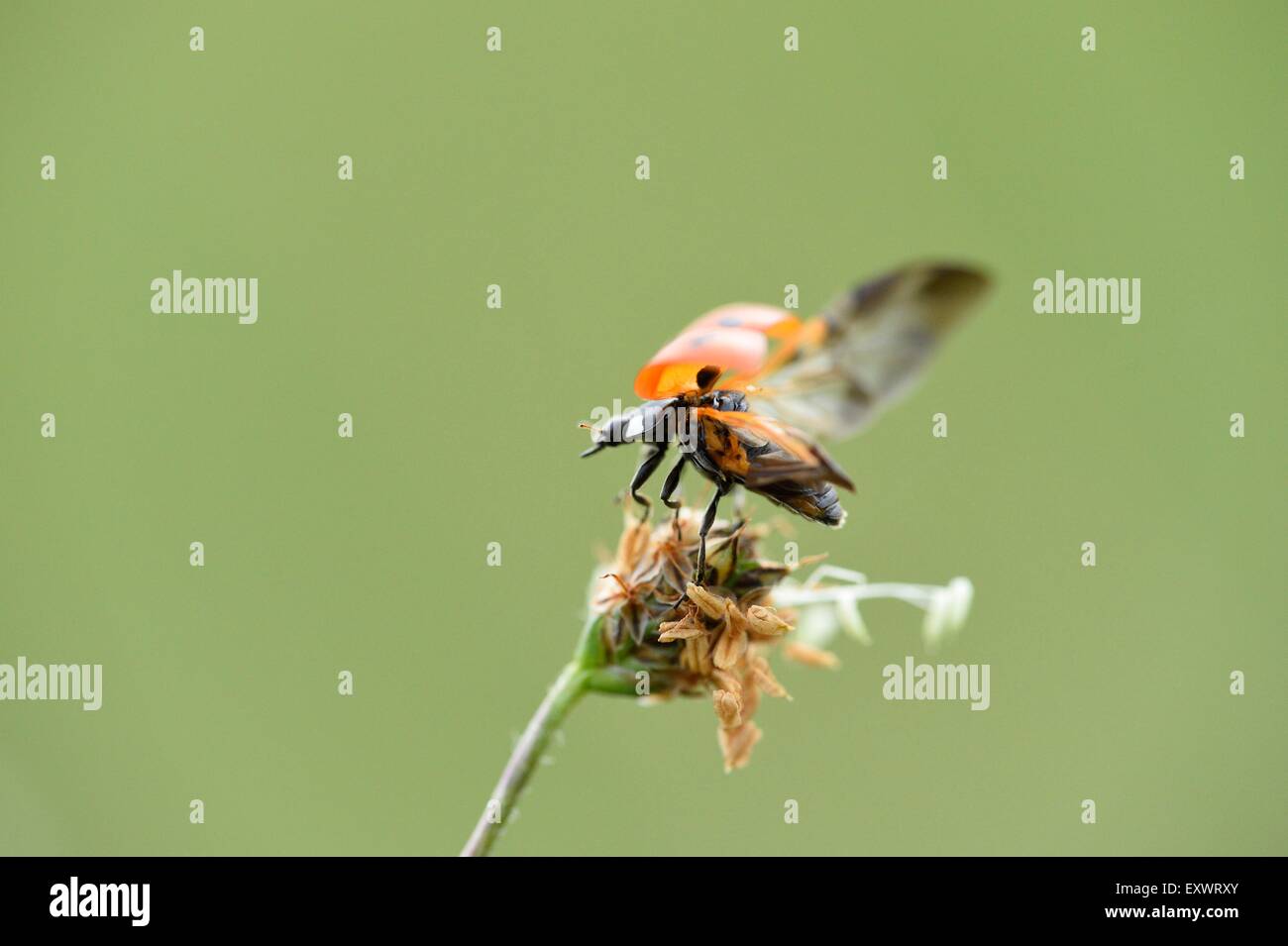 Seven-spot ladybird, Coccinella septempunctata, Upper Palatinate, Bavaria, Germany, Europe Stock Photo