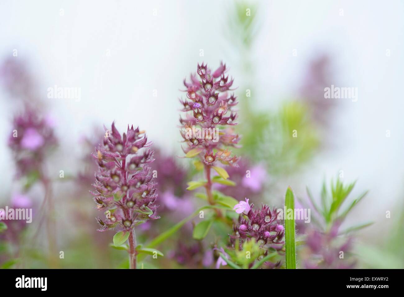 Lemon thyme, Thymus pulegioides, Upper Palatinate, Bavaria, Germany, Europe Stock Photo