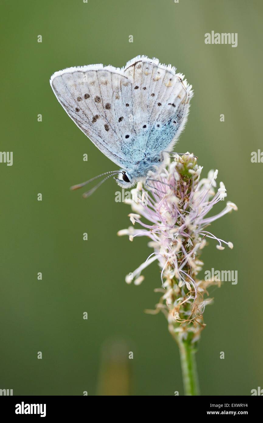 Polyommatus icarus, Upper Palatinate, Bavaria, Germany, Europe Stock Photo