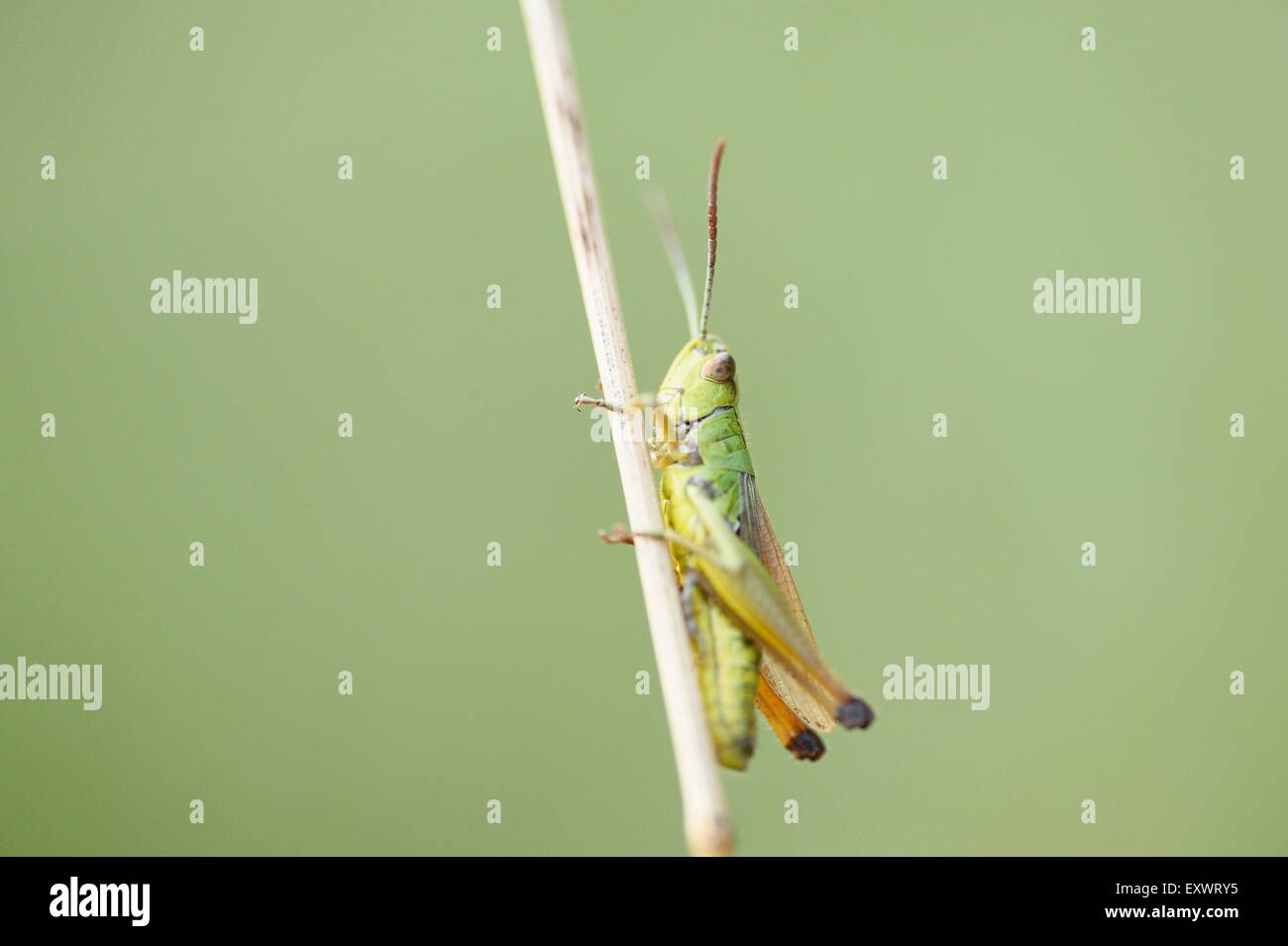 Meadow grasshopper, Chorthippus parallelus, Upper Palatinate, Bavaria, Germany, Europe Stock Photo