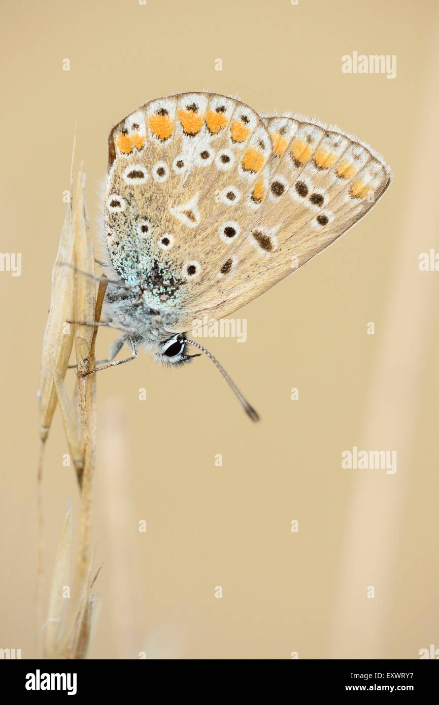 Polyommatus icarus, Upper Palatinate, Bavaria, Germany, Europe Stock Photo