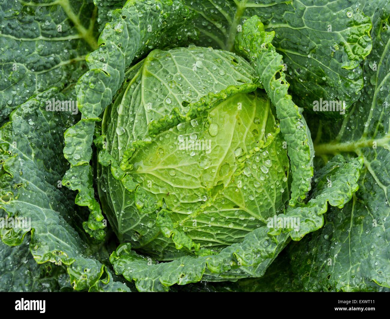 Savoy color colour colour hi-res stock photography and images - Alamy