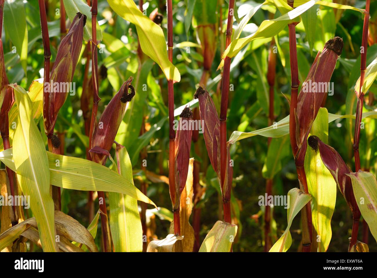 Maize plants in early autumn, Upper Palatinate, Bavaria, Germany Stock Photo