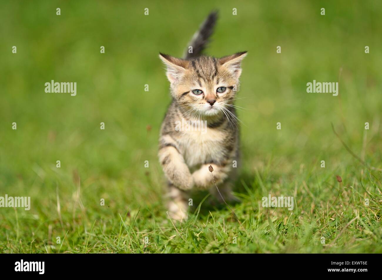 Domestic cat kitten running on a meadow Stock Photo