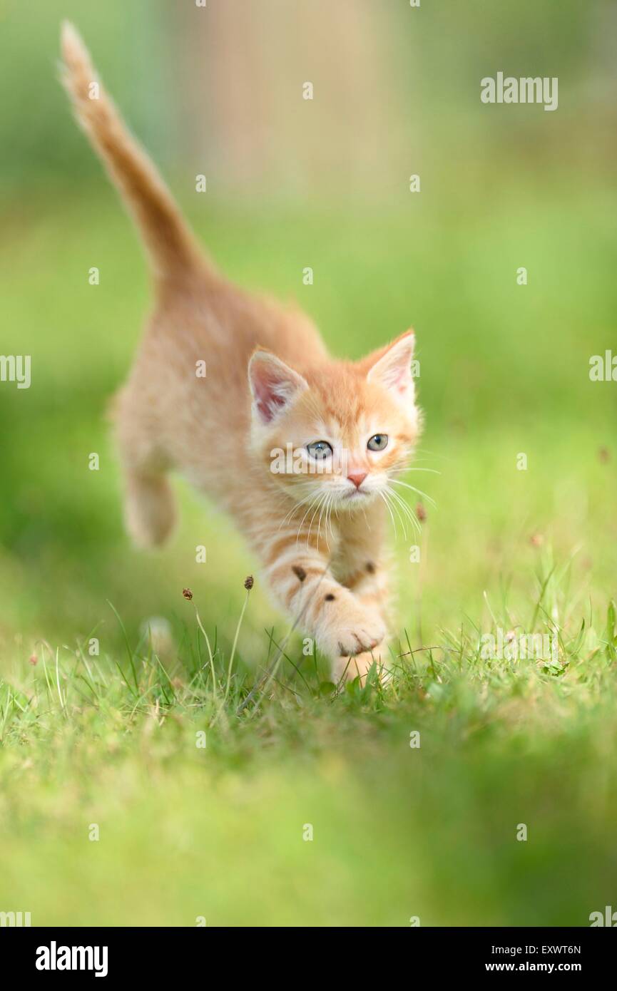 Domestic cat kitten running on a meadow Stock Photo