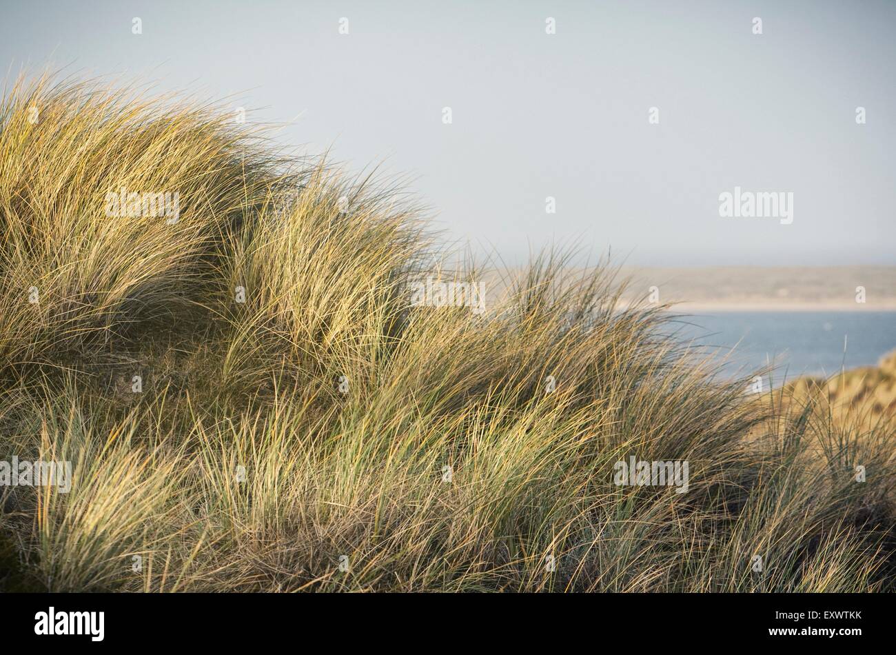 Marram grass, Sylt, Schleswig-Holstein, Germany Stock Photo