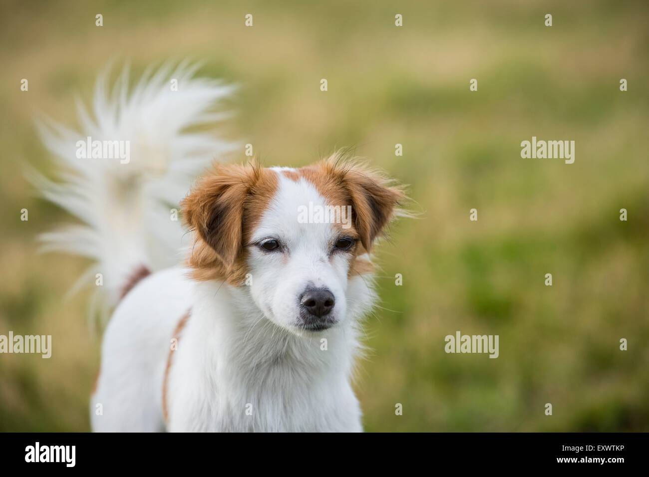 Portrait of female mongrel dog Stock Photo