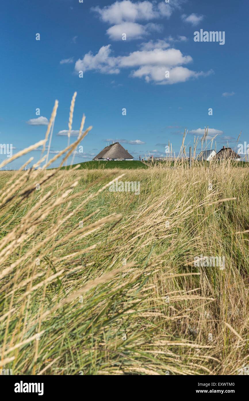 Salt meadows of Hamburger Hallig, Schleswig-Holstein, Germany Stock Photo