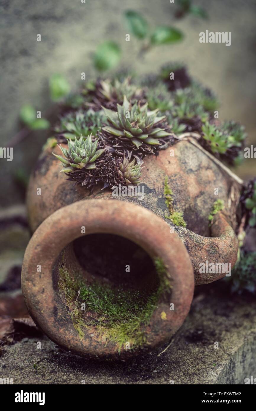 Ceramic amphore overgrown with succulent plants Stock Photo