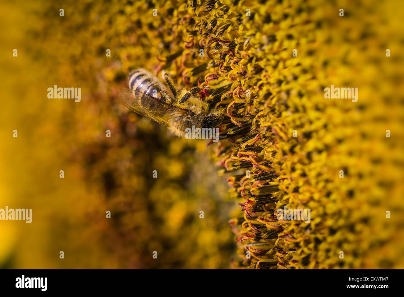 Bee on a sunflower Stock Photo