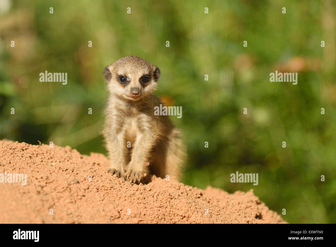 Meerkat youngster Stock Photo