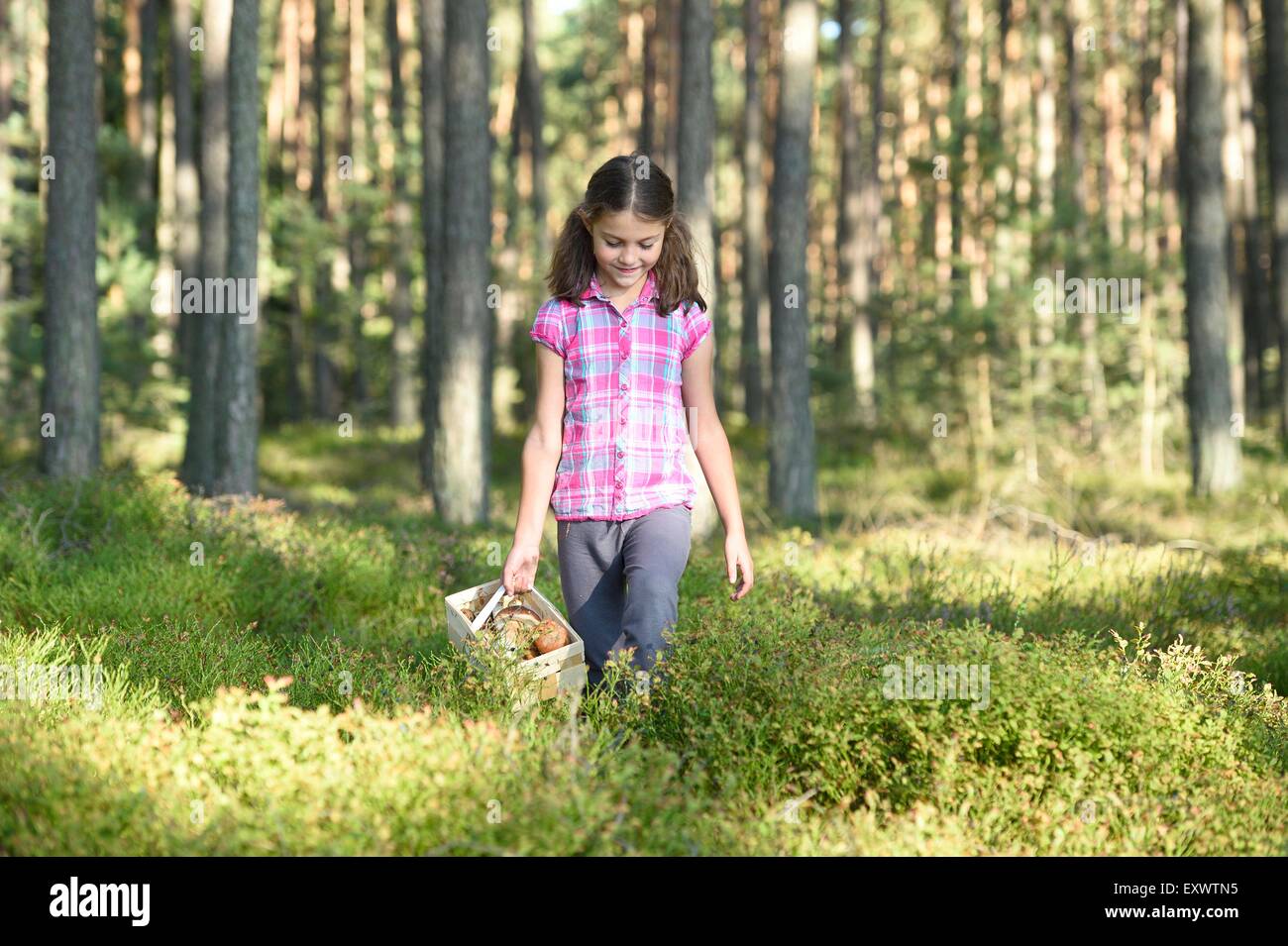 Girl collecting mushrooms in a pine forest Stock Photo