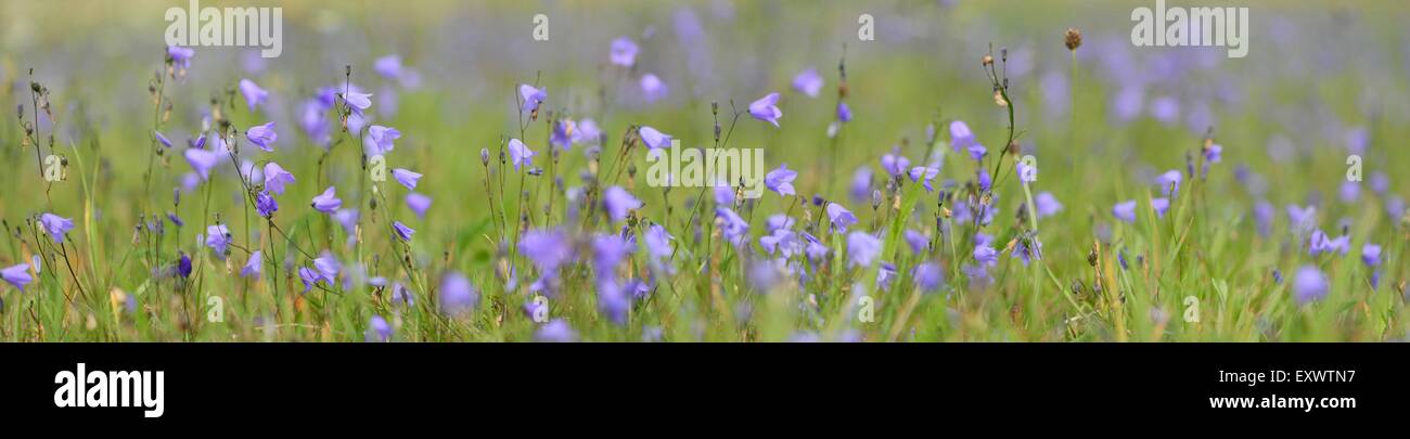 Fairies' thimbles on a meadow Stock Photo