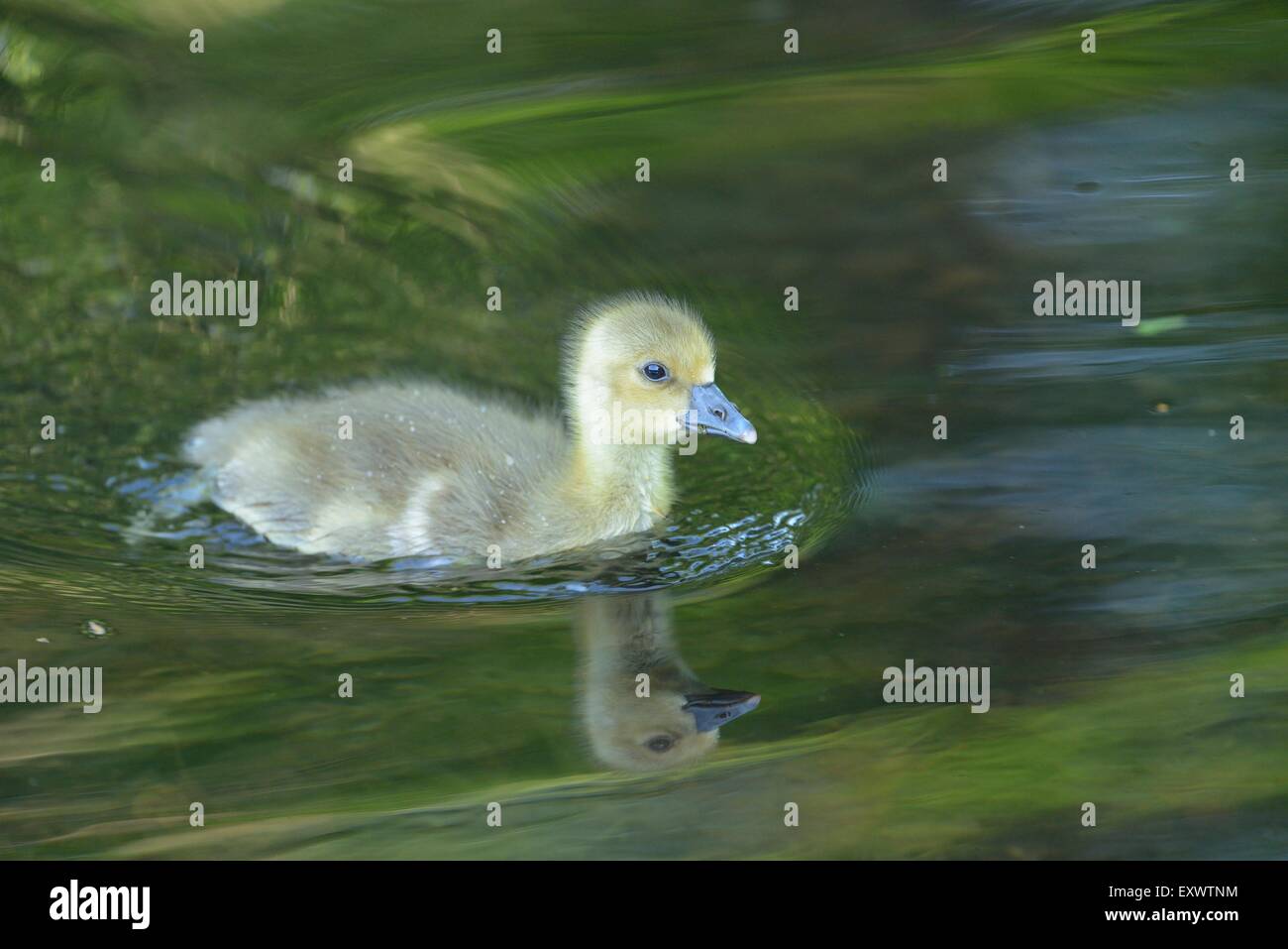 Greylag Goose chick swimming in water Stock Photo