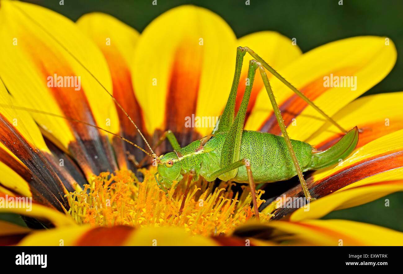 Young Great Green Bush-Cricket on flower Stock Photo