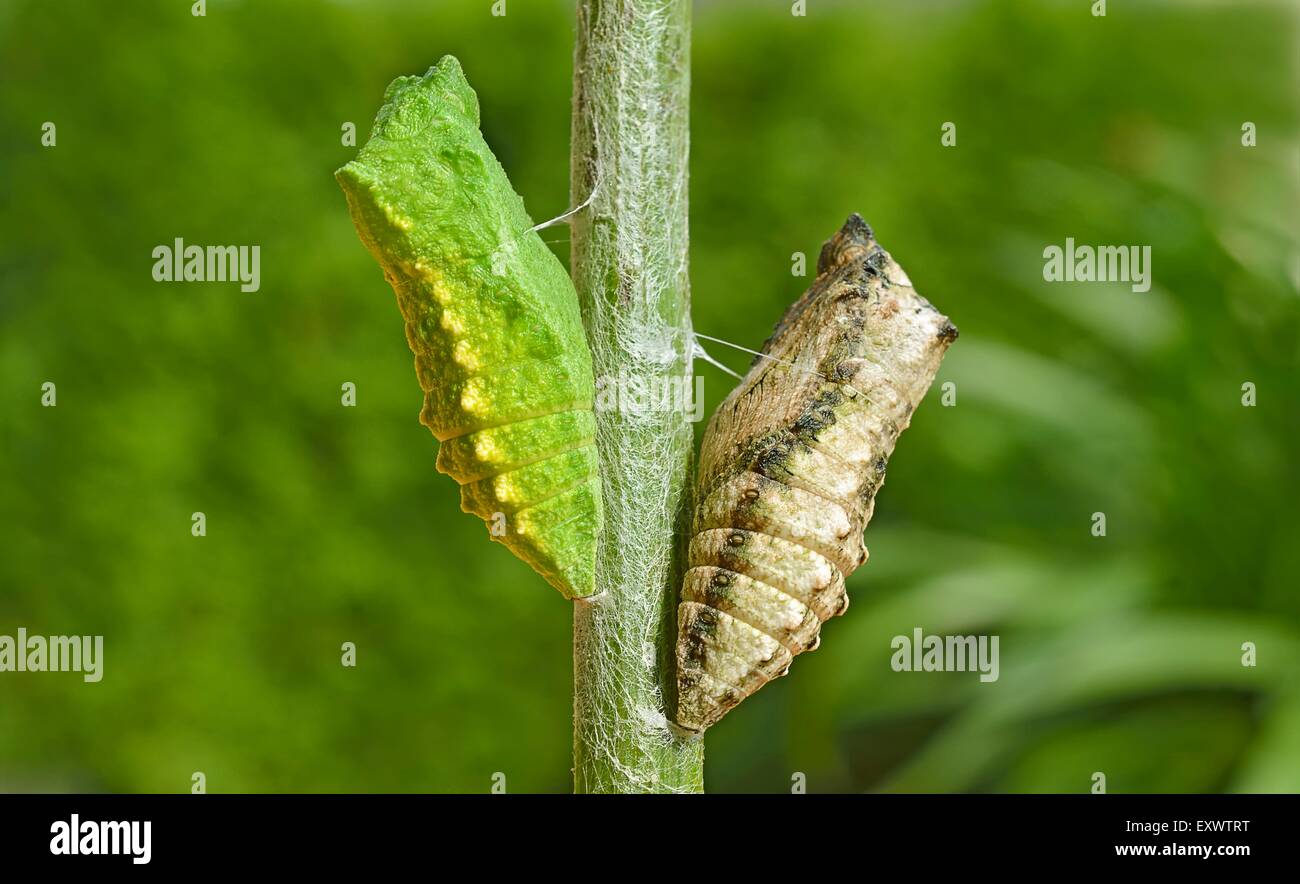 Two pupas of Old World Swallowtail Stock Photo