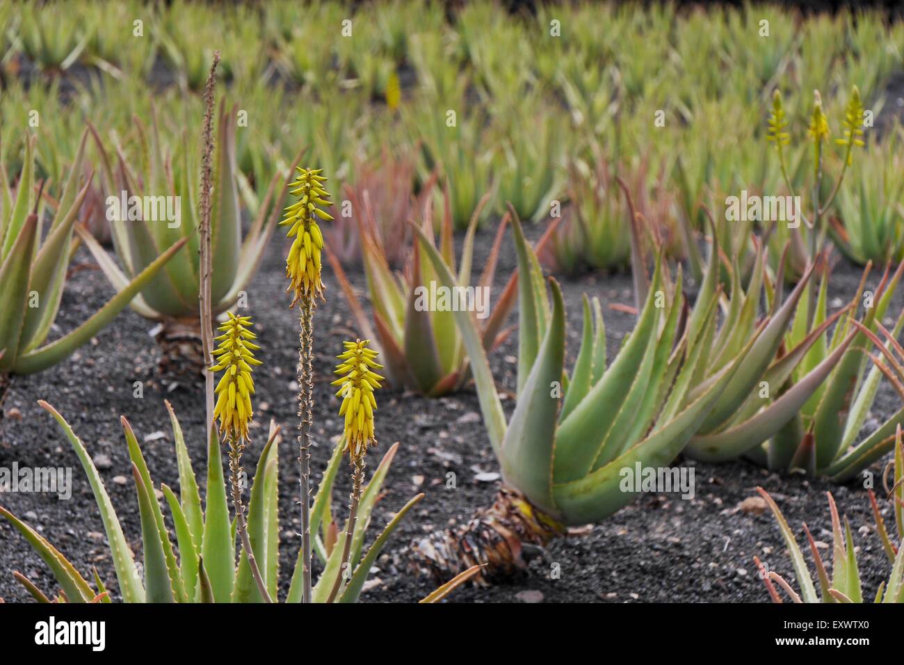 Plants aloe vera plant hi-res stock photography and images - Page 23 - Alamy