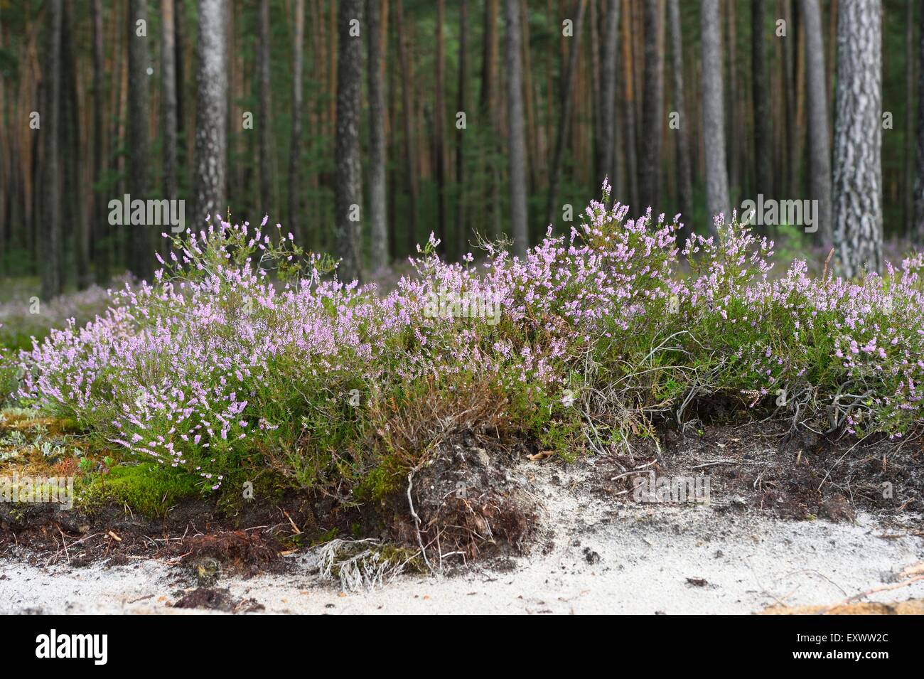 Erica at pine forest in Upper Palatinate, Bavaria, Germany Stock Photo