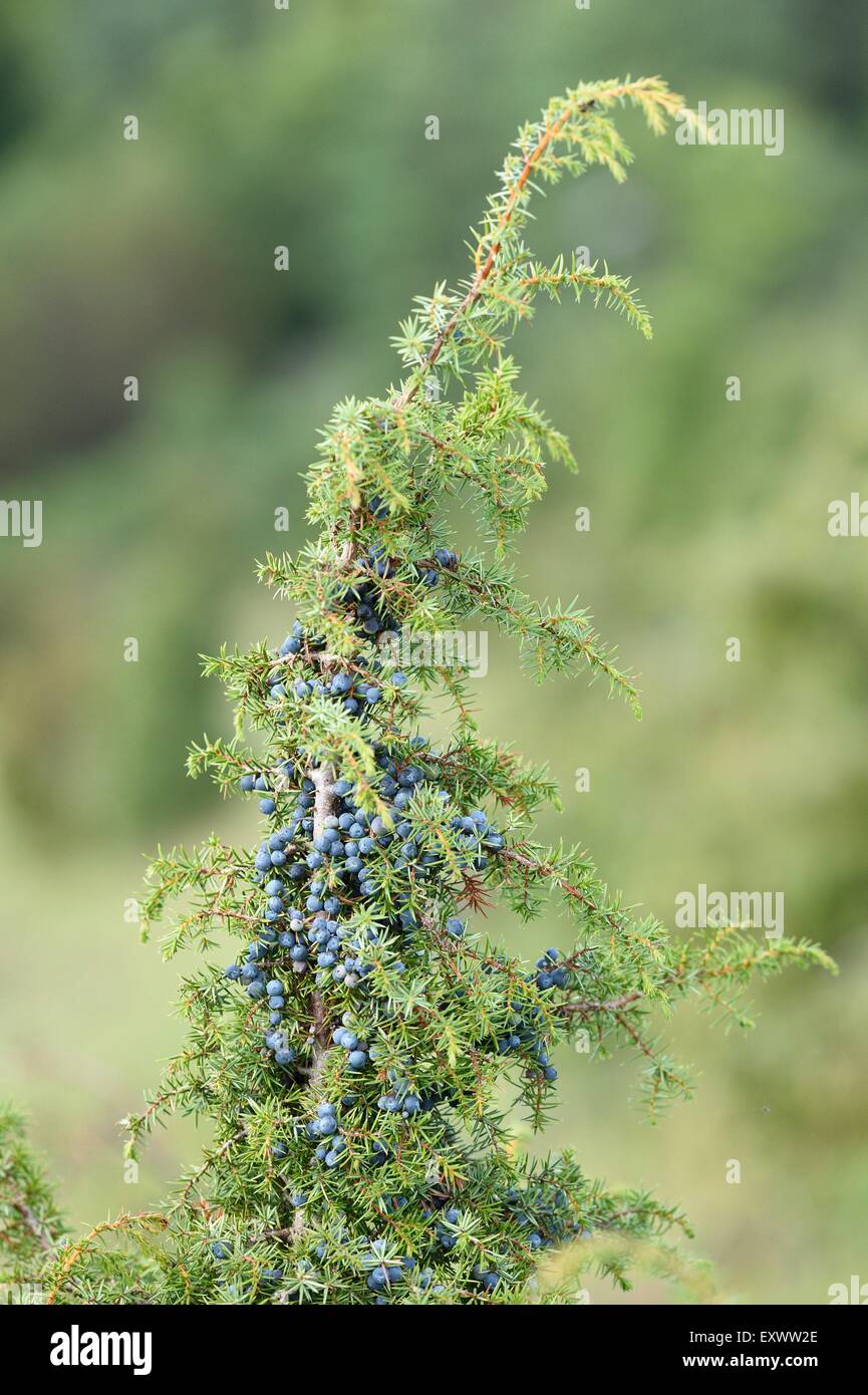 Western juniper hires stock photography and images Alamy