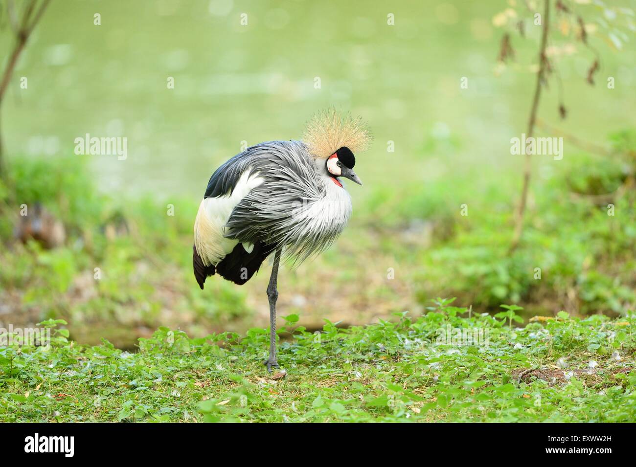 Black crowned crane on a meadow Stock Photo - Alamy