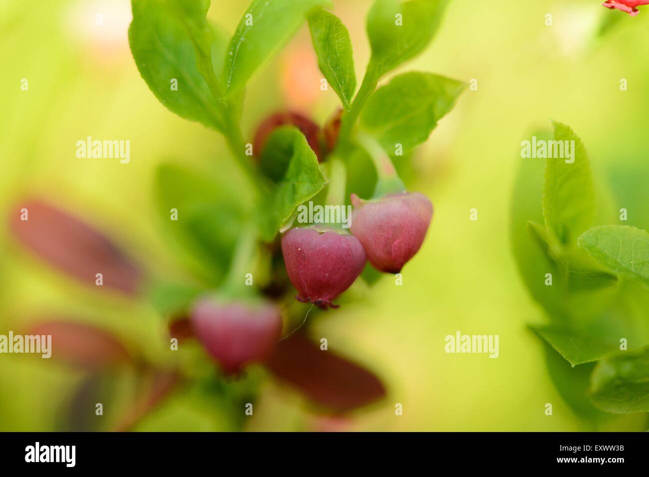 Close-op of blueberry blossoms in spring Stock Photo